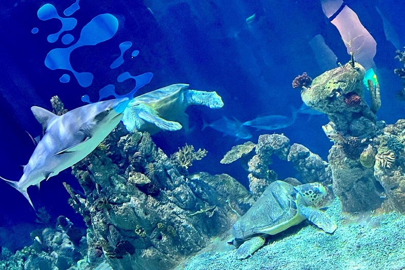 Family Days Out
