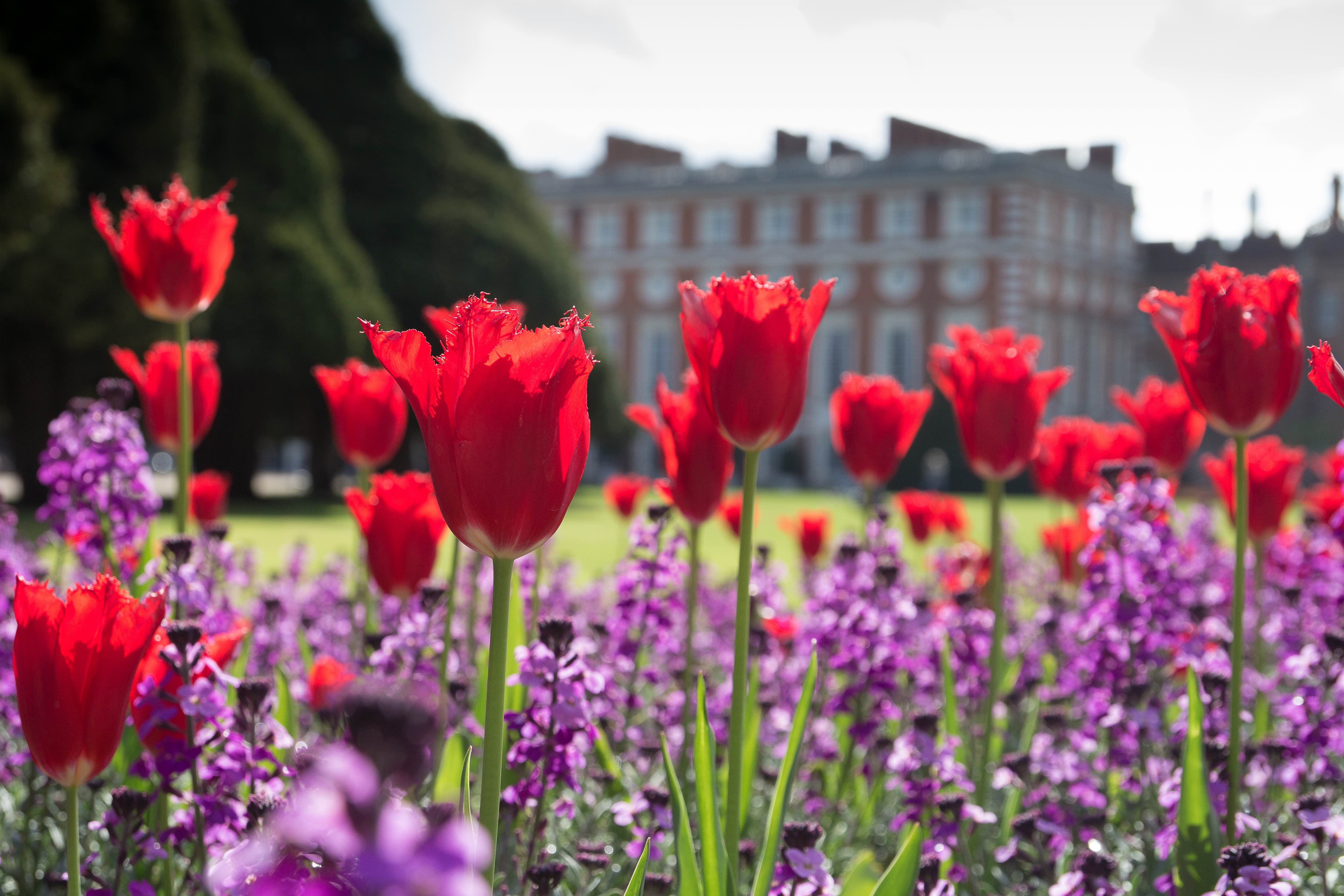 Gardens & Flower Shows