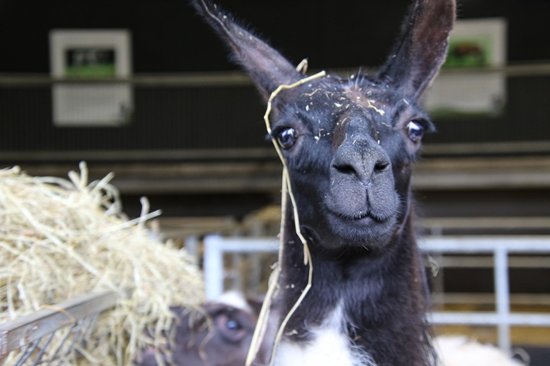 New Date for Cannon Hall Farm