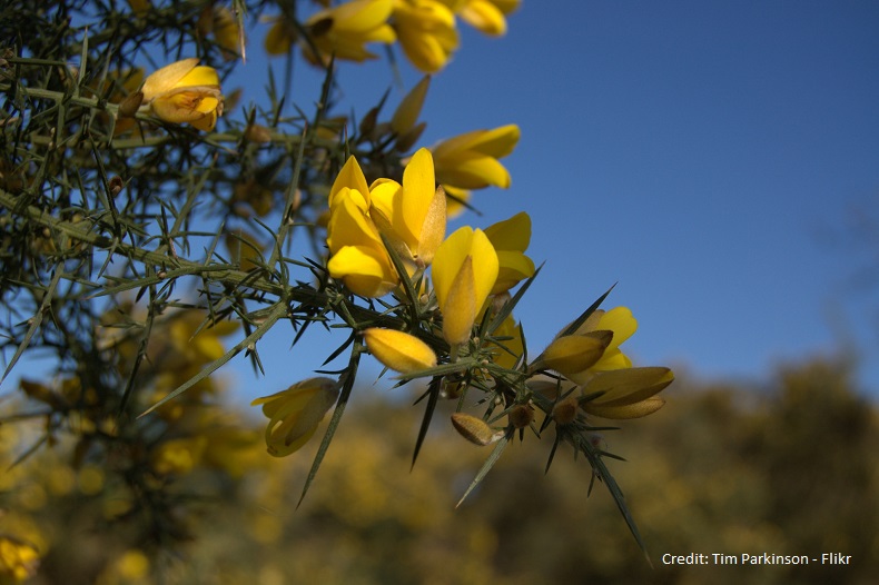 Eastons Ramblers | Dunwich Heath & Beach Gorse Walk