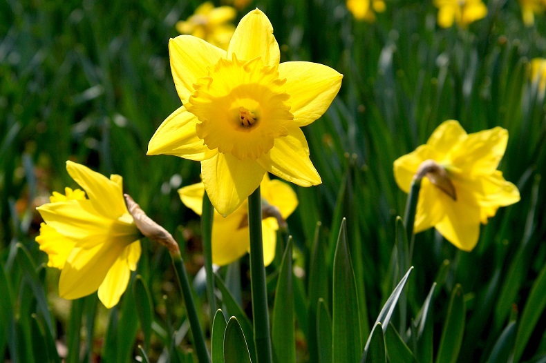 Chippenham Park Daffodils & Bury St. Edmunds