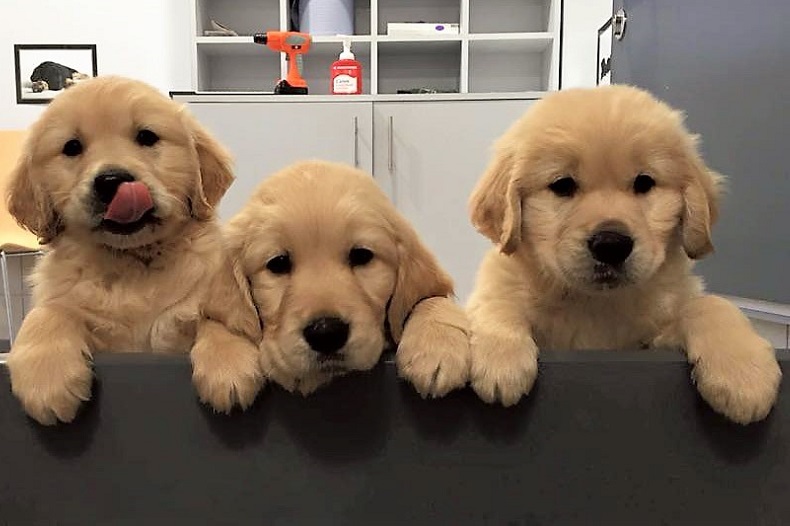 National Guide Dog Breeding Centre