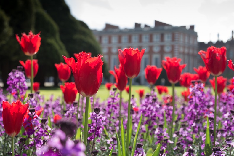 Hampton Court Tulips