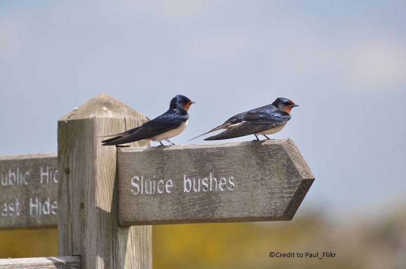 Eastons Ramblers | RSPB Minsmere & Southwold