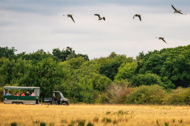 Watatunga Wildlife Reserve & Cream Tea at Norfolk Lavender